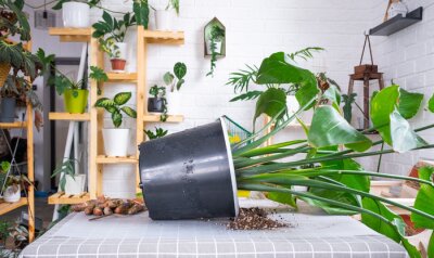 Papier peint  Repotting big home plant strelitzia nicolai into new pot in home interior. Caring for a potted plant, large size, strelitzia reginae