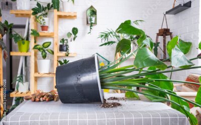 Papier peint  Repotting big home plant strelitzia nicolai into new pot in home interior. Caring for a potted plant, large size, strelitzia reginae