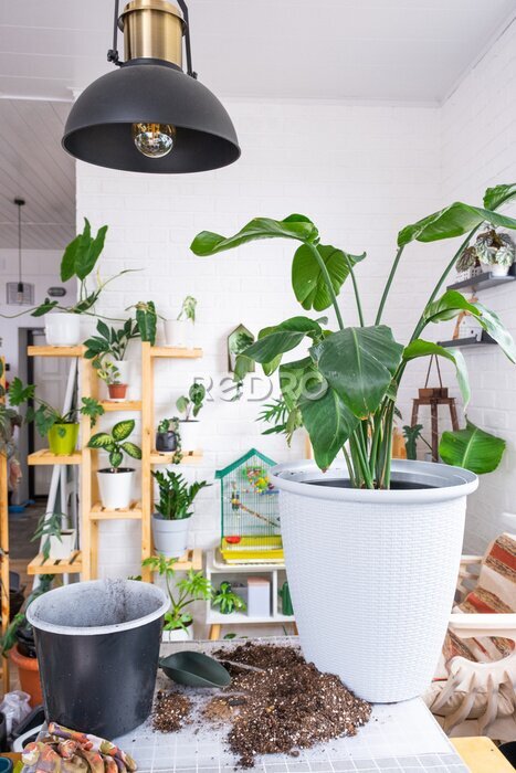 Papier peint  Repotting big home plant strelitzia nicolai into new pot in home interior. Caring for a potted plant, large size, strelitzia reginae