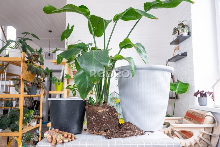 Papier peint  Repotting big home plant strelitzia nicolai into new pot in home interior. Caring for a potted plant, large size, strelitzia reginae