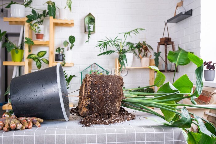 Papier peint  Repotting big home plant strelitzia nicolai into new pot in home interior. Caring for a potted plant, large size, strelitzia reginae