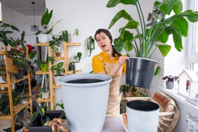 Papier peint  Repotting home plant strelitzia nicolai into new pot big basket in home interior. Woman in an apron surprised by the large size, Caring for a potted plant, strelitzia reginae