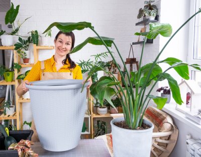Papier peint  Repotting home plant strelitzia nicolai into new pot big basket in home interior. Woman in an apron surprised by the large size, Caring for a potted plant, strelitzia reginae