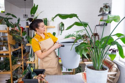 Papier peint  Repotting home plant strelitzia nicolai into new pot big basket in home interior. Woman in an apron surprised by the large size, Caring for a potted plant, strelitzia reginae