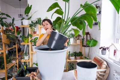 Papier peint  Repotting home plant strelitzia nicolai into new pot big basket in home interior. Woman in an apron surprised by the large size, Caring for a potted plant, strelitzia reginae
