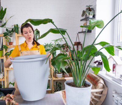 Papier peint  Repotting home plant strelitzia nicolai into new pot big basket in home interior. Woman in an apron surprised by the large size, Caring for a potted plant, strelitzia reginae