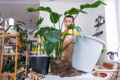 Papier peint  Repotting home plant strelitzia nicolai into new pot big basket in home interior. Woman in an apron surprised by the large size, Caring for a potted plant, strelitzia reginae