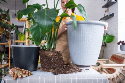 Papier peint  Repotting home plant strelitzia nicolai into new pot big basket in home interior. Woman in an apron surprised by the large size, Caring for a potted plant, strelitzia reginae