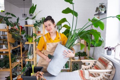 Papier peint  Repotting home plant strelitzia nicolai into new pot big basket in home interior. Woman in an apron surprised by the large size, Caring for a potted plant, strelitzia reginae
