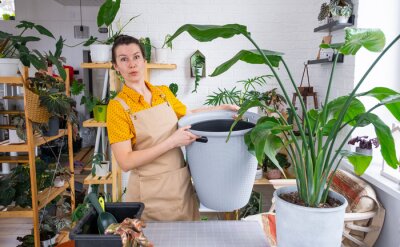 Papier peint  Repotting home plant strelitzia nicolai into new pot big basket in home interior. Woman in an apron surprised by the large size, Caring for a potted plant, strelitzia reginae