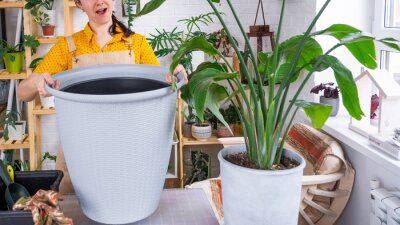 Papier peint  Repotting home plant strelitzia nicolai into new pot big basket in home interior. Woman in an apron surprised by the large size, Caring for a potted plant, strelitzia reginae