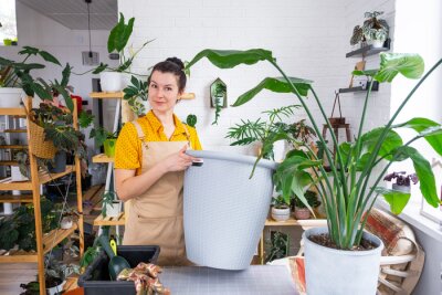 Papier peint  Repotting home plant strelitzia nicolai into new pot big basket in home interior. Woman in an apron surprised by the large size, Caring for a potted plant, strelitzia reginae