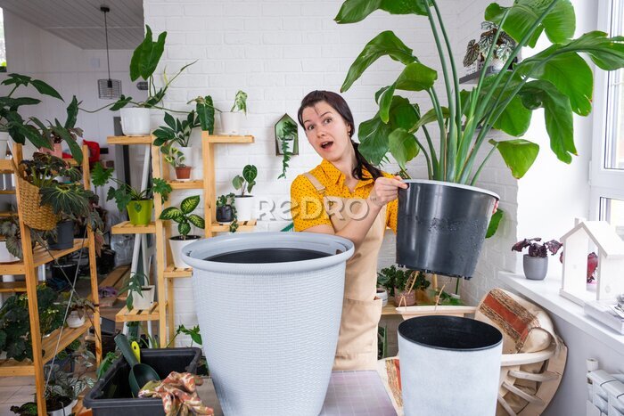 Papier peint  Repotting home plant strelitzia nicolai into new pot big basket in home interior. Woman in an apron surprised by the large size, Caring for a potted plant, strelitzia reginae