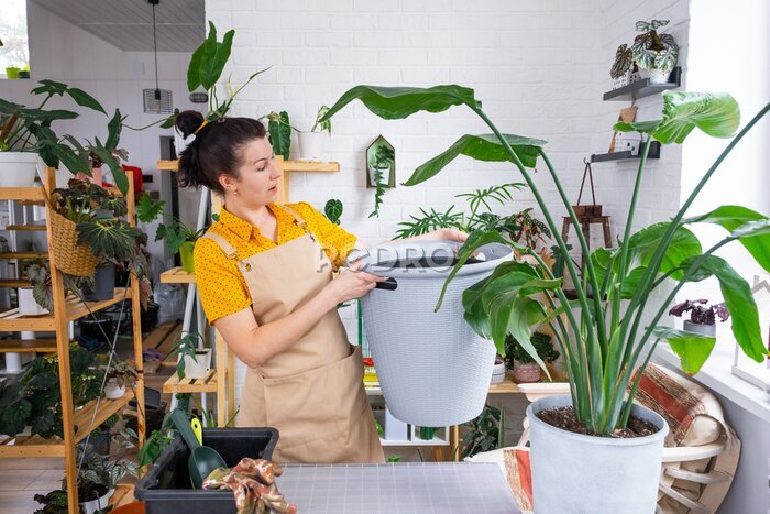 Papier peint  Repotting home plant strelitzia nicolai into new pot big basket in home interior. Woman in an apron surprised by the large size, Caring for a potted plant, strelitzia reginae