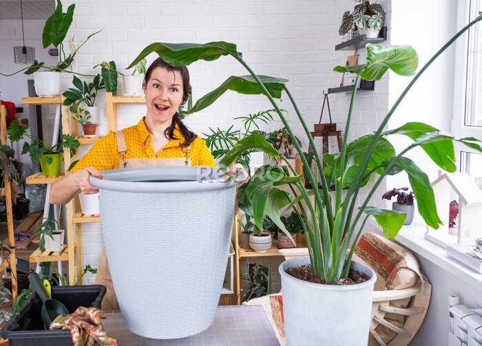 Papier peint  Repotting home plant strelitzia nicolai into new pot big basket in home interior. Woman in an apron surprised by the large size, Caring for a potted plant, strelitzia reginae