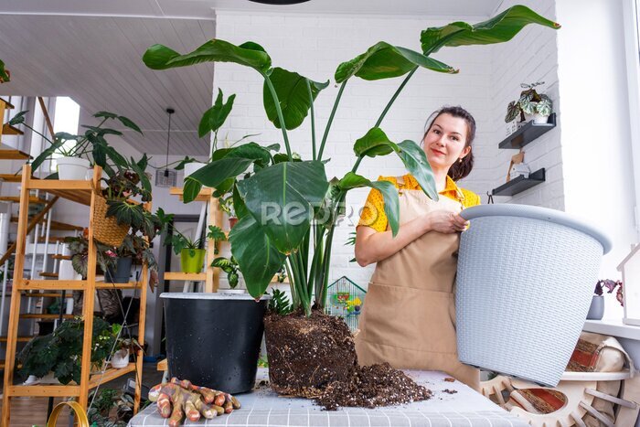 Papier peint  Repotting home plant strelitzia nicolai into new pot big basket in home interior. Woman in an apron surprised by the large size, Caring for a potted plant, strelitzia reginae