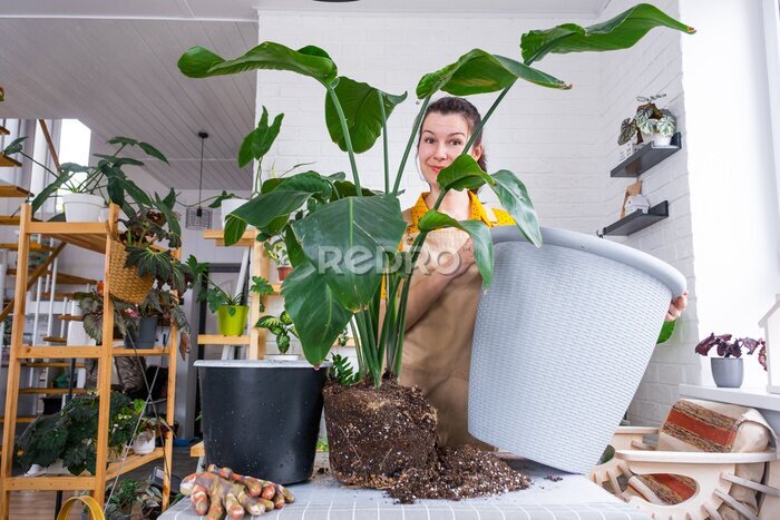 Papier peint  Repotting home plant strelitzia nicolai into new pot big basket in home interior. Woman in an apron surprised by the large size, Caring for a potted plant, strelitzia reginae