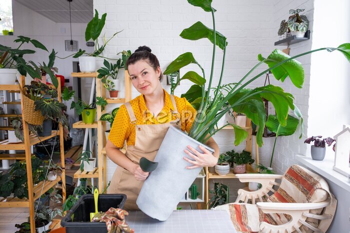 Papier peint  Repotting home plant strelitzia nicolai into new pot big basket in home interior. Woman in an apron surprised by the large size, Caring for a potted plant, strelitzia reginae