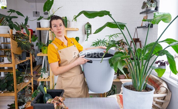 Papier peint  Repotting home plant strelitzia nicolai into new pot big basket in home interior. Woman in an apron surprised by the large size, Caring for a potted plant, strelitzia reginae