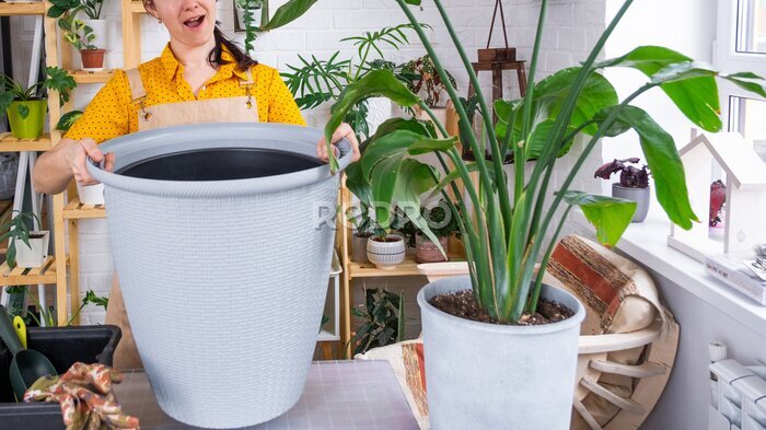 Papier peint  Repotting home plant strelitzia nicolai into new pot big basket in home interior. Woman in an apron surprised by the large size, Caring for a potted plant, strelitzia reginae