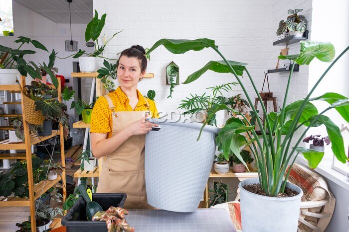 Papier peint  Repotting home plant strelitzia nicolai into new pot big basket in home interior. Woman in an apron surprised by the large size, Caring for a potted plant, strelitzia reginae