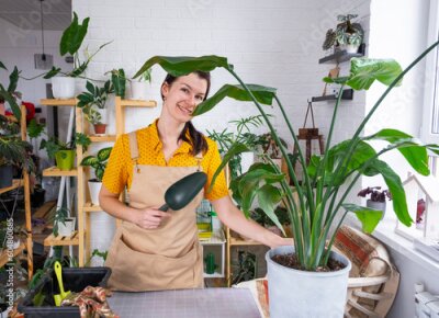 Papier peint  Repotting home plant strelitzia nicolai into new pot big basket, roots came out of pot through the bottom. Woman in an apron caring for a potted plant, strelitzia reginae