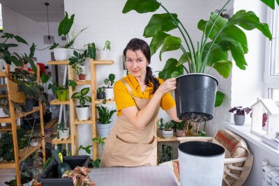 Papier peint  Repotting home plant strelitzia nicolai into new pot big basket, roots came out of pot through the bottom. Woman in an apron caring for a potted plant, strelitzia reginae