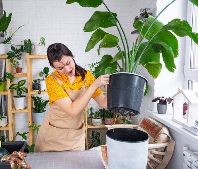 Papier peint  Repotting home plant strelitzia nicolai into new pot big basket, roots came out of pot through the bottom. Woman in an apron caring for a potted plant, strelitzia reginae