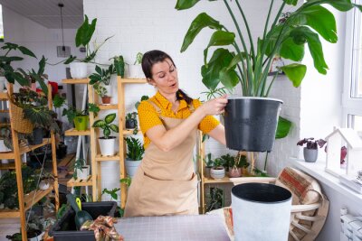 Papier peint  Repotting home plant strelitzia nicolai into new pot big basket, roots came out of pot through the bottom. Woman in an apron caring for a potted plant, strelitzia reginae
