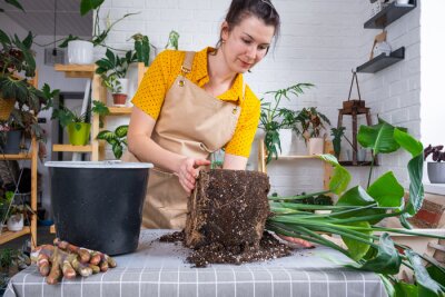 Papier peint  Repotting home plant strelitzia nicolai into new pot big basket, roots came out of pot through the bottom. Woman in an apron caring for a potted plant, strelitzia reginae