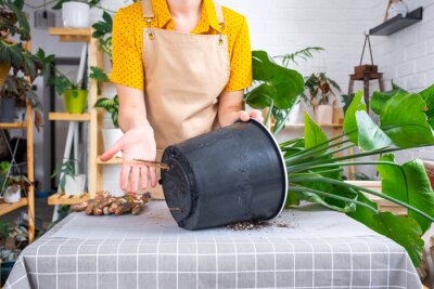 Papier peint  Repotting home plant strelitzia nicolai into new pot big basket, roots came out of pot through the bottom. Woman in an apron caring for a potted plant, strelitzia reginae