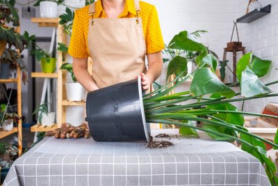 Papier peint  Repotting home plant strelitzia nicolai into new pot big basket, roots came out of pot through the bottom. Woman in an apron caring for a potted plant, strelitzia reginae