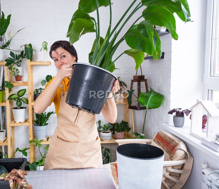 Papier peint  Repotting home plant strelitzia nicolai into new pot big basket, roots came out of pot through the bottom. Woman in an apron caring for a potted plant, strelitzia reginae