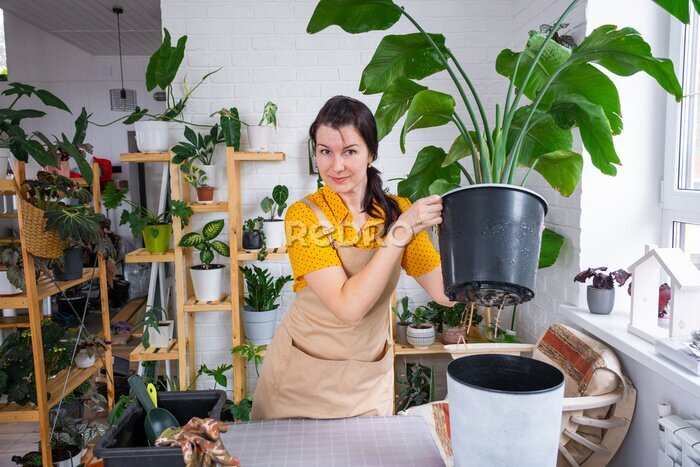 Papier peint  Repotting home plant strelitzia nicolai into new pot big basket, roots came out of pot through the bottom. Woman in an apron caring for a potted plant, strelitzia reginae