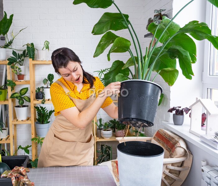 Papier peint  Repotting home plant strelitzia nicolai into new pot big basket, roots came out of pot through the bottom. Woman in an apron caring for a potted plant, strelitzia reginae