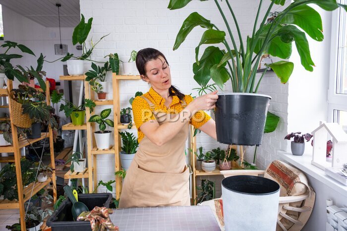 Papier peint  Repotting home plant strelitzia nicolai into new pot big basket, roots came out of pot through the bottom. Woman in an apron caring for a potted plant, strelitzia reginae