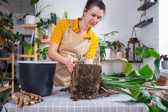 Papier peint  Repotting home plant strelitzia nicolai into new pot big basket, roots came out of pot through the bottom. Woman in an apron caring for a potted plant, strelitzia reginae
