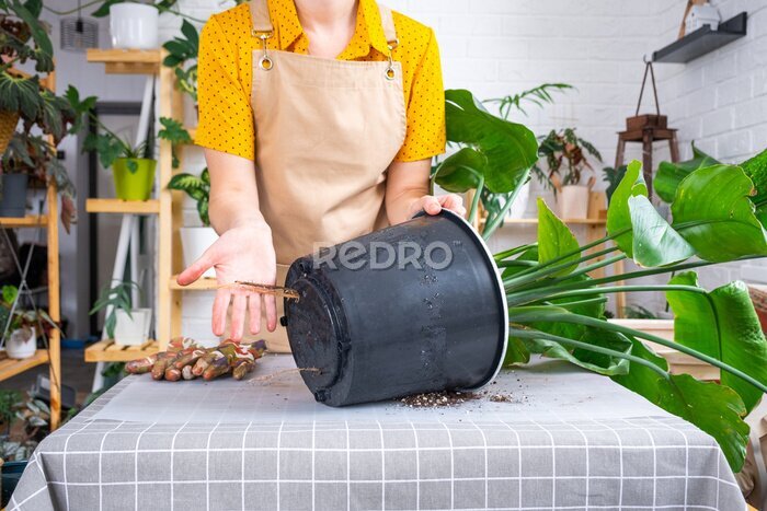 Papier peint  Repotting home plant strelitzia nicolai into new pot big basket, roots came out of pot through the bottom. Woman in an apron caring for a potted plant, strelitzia reginae