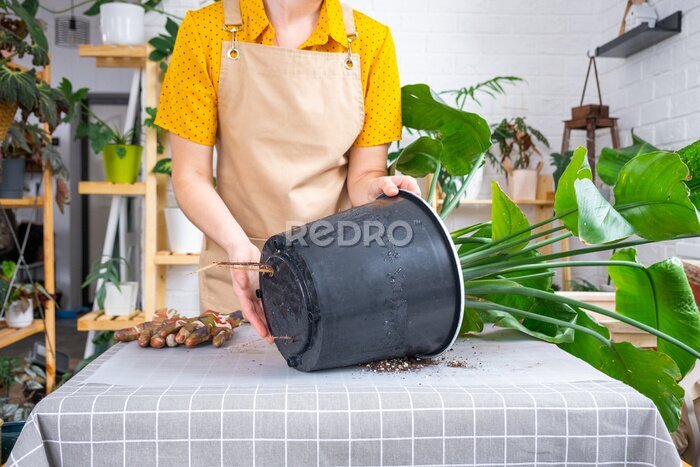 Papier peint  Repotting home plant strelitzia nicolai into new pot big basket, roots came out of pot through the bottom. Woman in an apron caring for a potted plant, strelitzia reginae