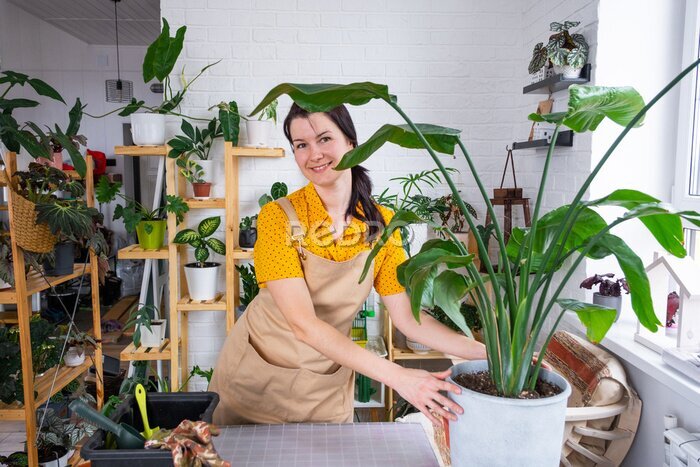 Papier peint  Repotting home plant strelitzia nicolai into new pot big basket, roots came out of pot through the bottom. Woman in an apron caring for a potted plant, strelitzia reginae