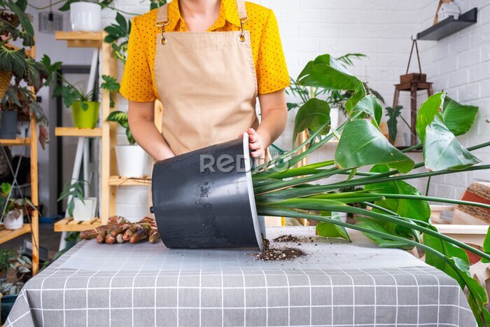 Papier peint  Repotting home plant strelitzia nicolai into new pot big basket, roots came out of pot through the bottom. Woman in an apron caring for a potted plant, strelitzia reginae