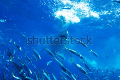 Papier peint  Requin chassant un banc de poissons