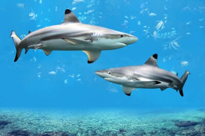Papier peint  Requins dans l'océan