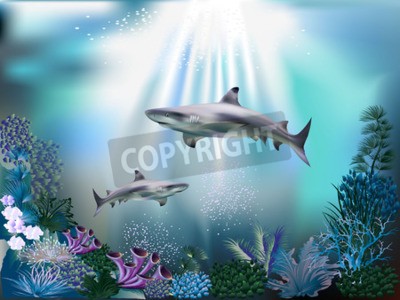 Papier peint  Requins et plantes sous-marines