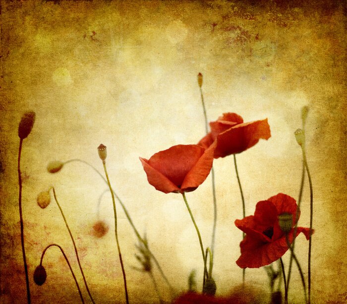 Papier peint  Rétro coquelicots sur fond vieilli