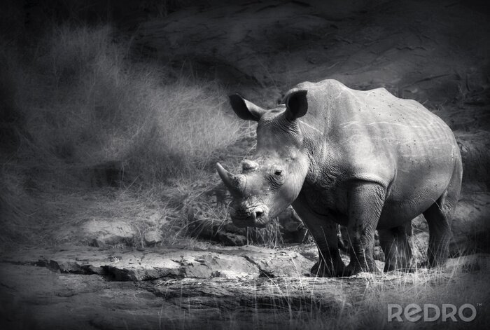 Papier peint  Rhinocéros en gris