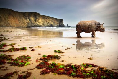 Rhinocéros sur la plage