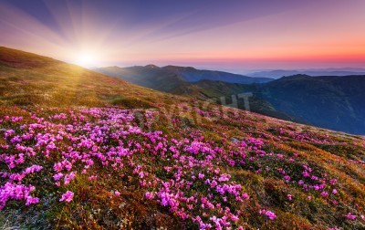 Papier peint  Rhododendron et lever de soleil