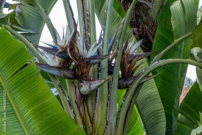 Papier peint  Rich and beautiful Flora, as strelitzia, bougainvillea, fog tree, and other plants, as aseenin Hylatio Tourist Village, Pissouri Village, Limassol, Cyprus