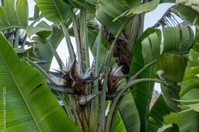 Papier peint  Rich and beautiful Flora, as strelitzia, bougainvillea, fog tree, and other plants, as aseenin Hylatio Tourist Village, Pissouri Village, Limassol, Cyprus